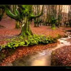 El bosque de las hadas