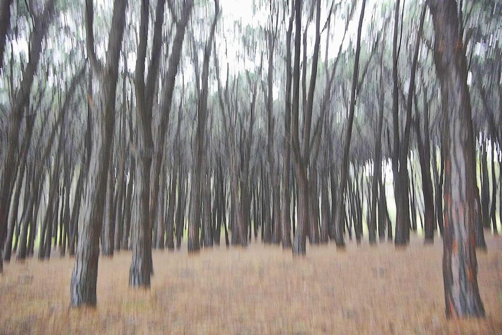 EL BOSQUE DE PINOS