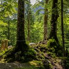 El bosque de Savica Waterfall