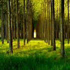 El bosque del recuerdo