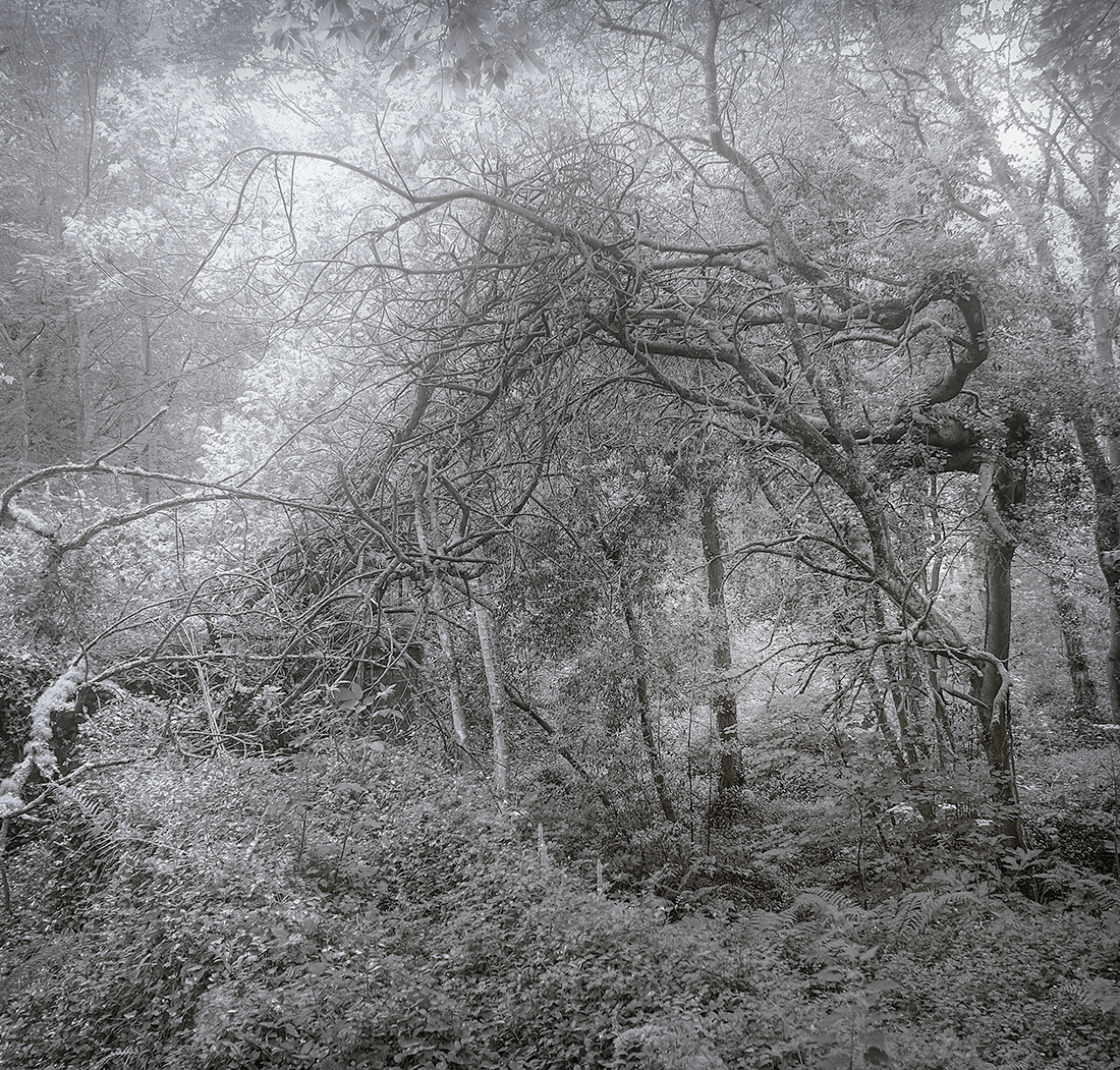 "El Bosque despeinado"      Galicia