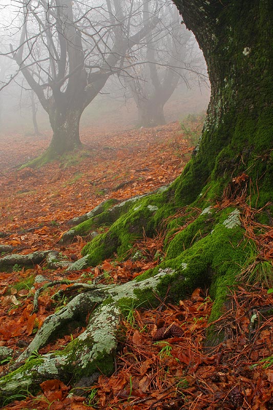 El Bosque Dormido