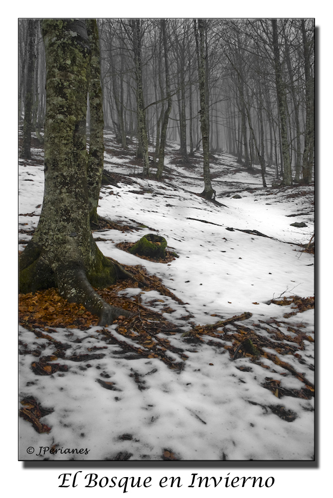 El Bosque en Invierno