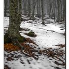 El Bosque en Invierno