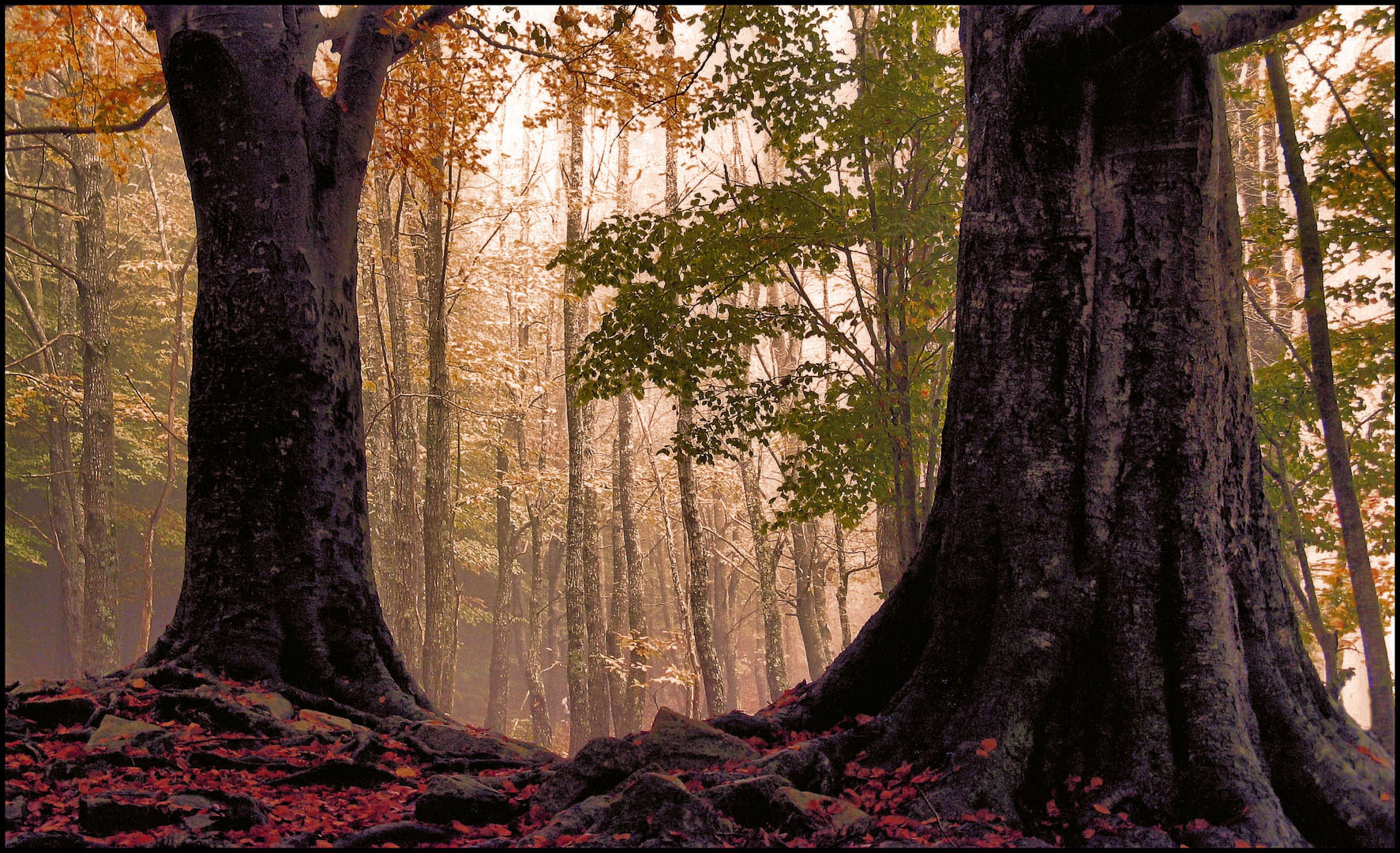 El bosque en otoño