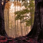 El bosque en otoño