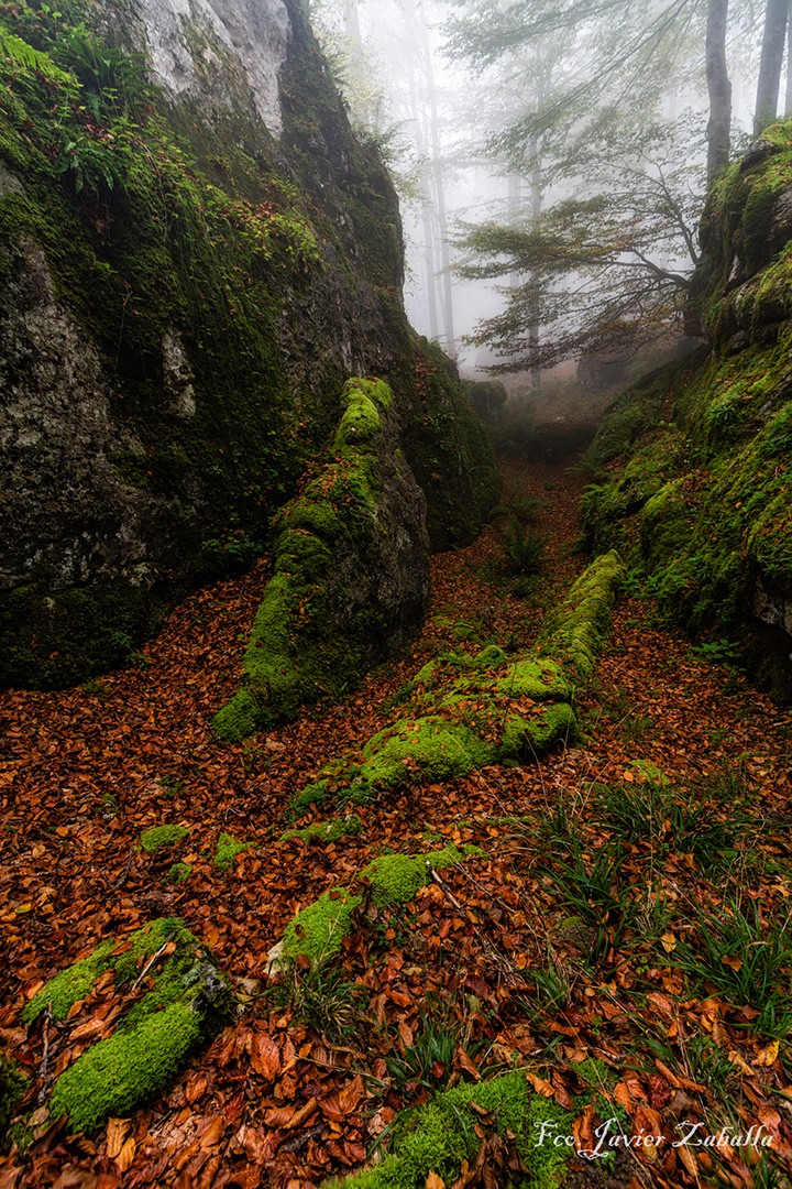 El Bosque Encantado