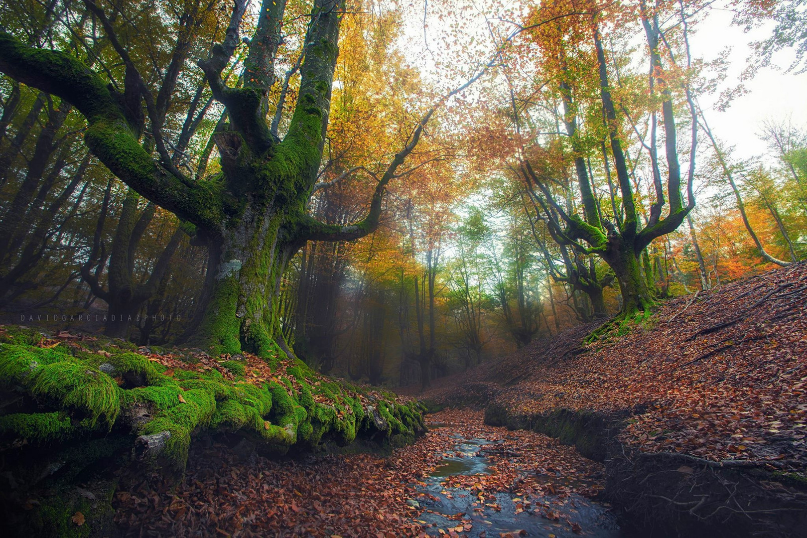 El bosque encantado