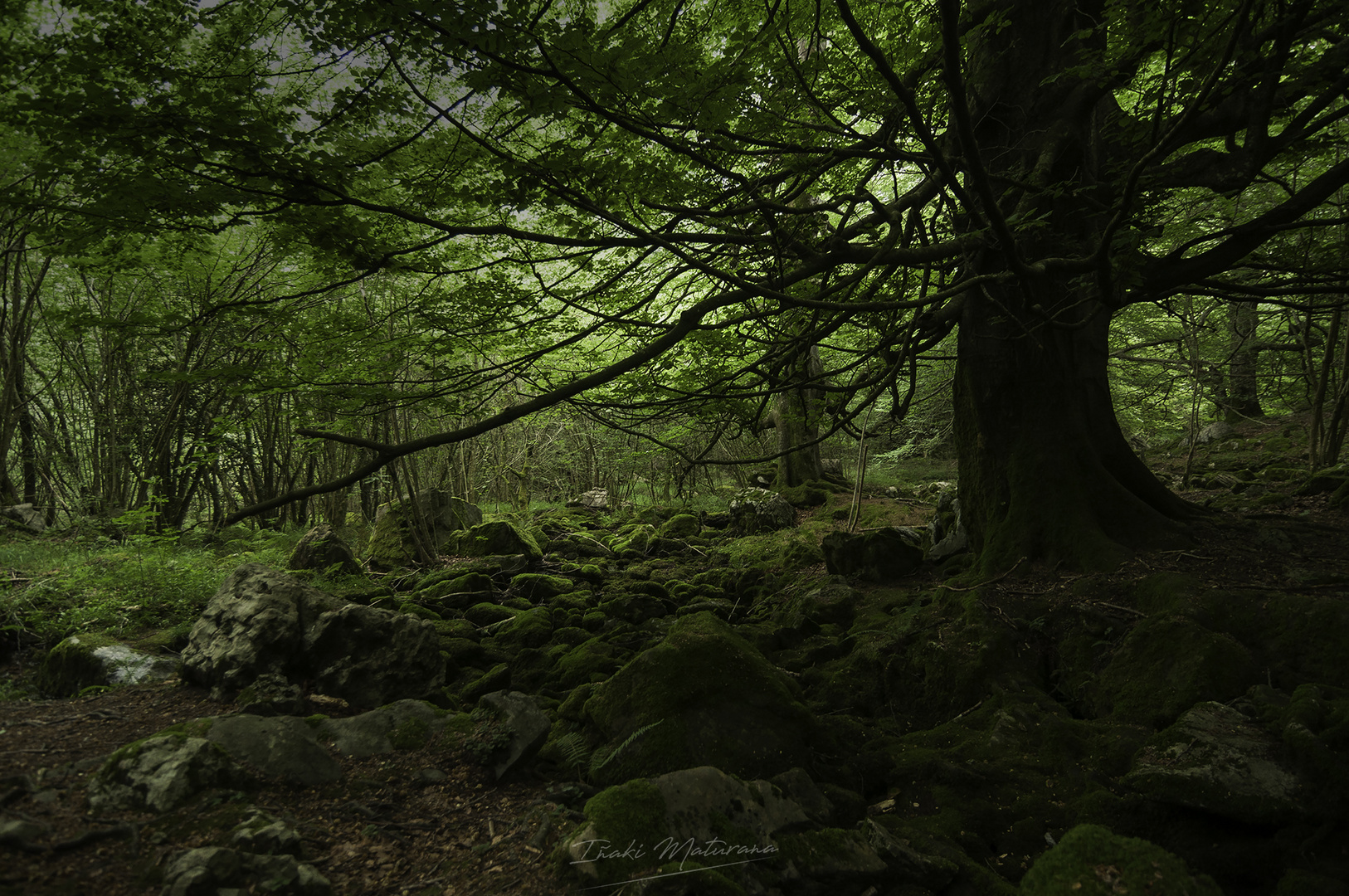 El bosque encantado