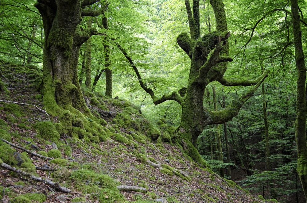 El bosque encantado / 2