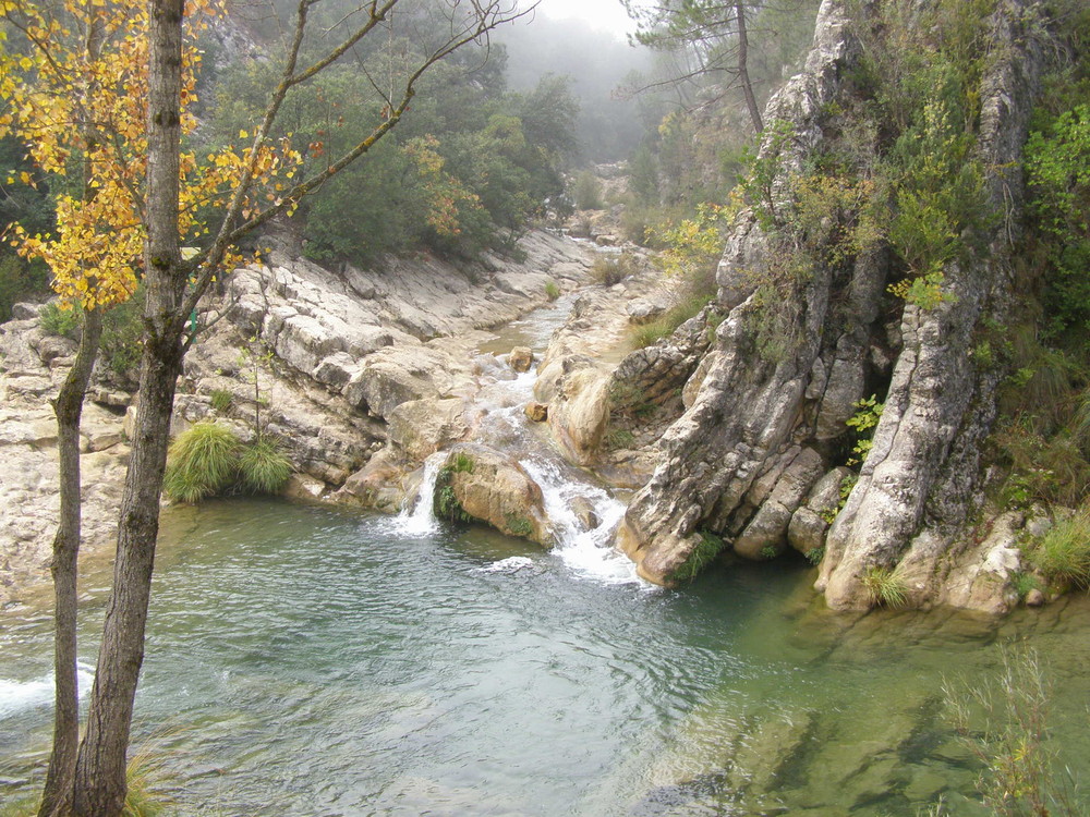 El bosque encantado