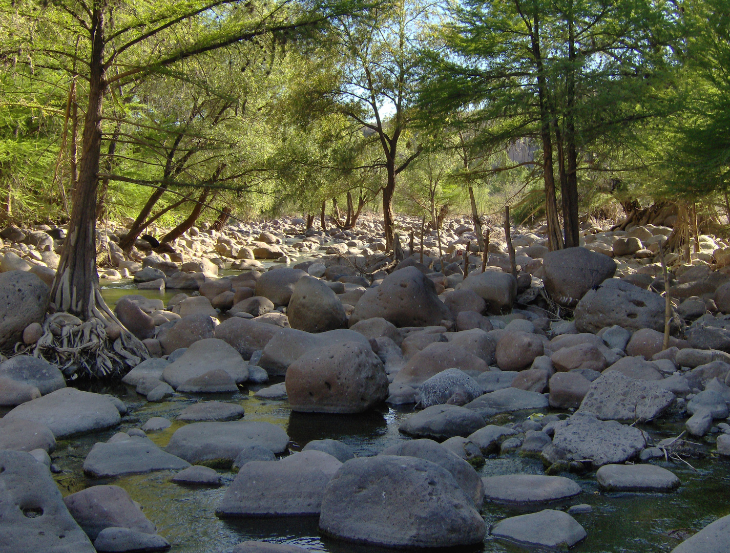 el bosque encantado