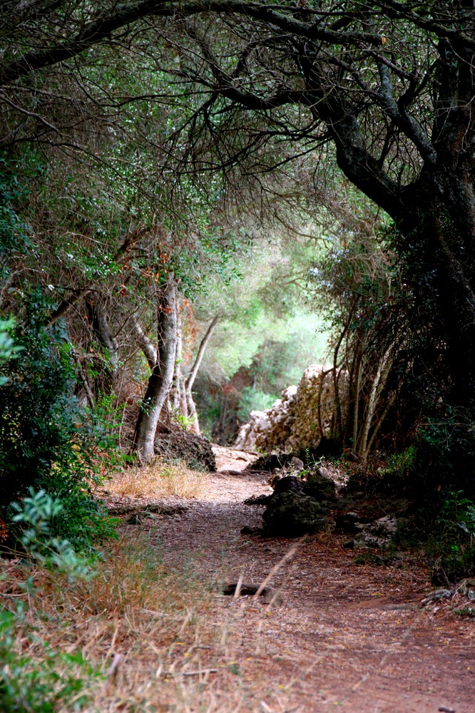 El Bosque Encantado