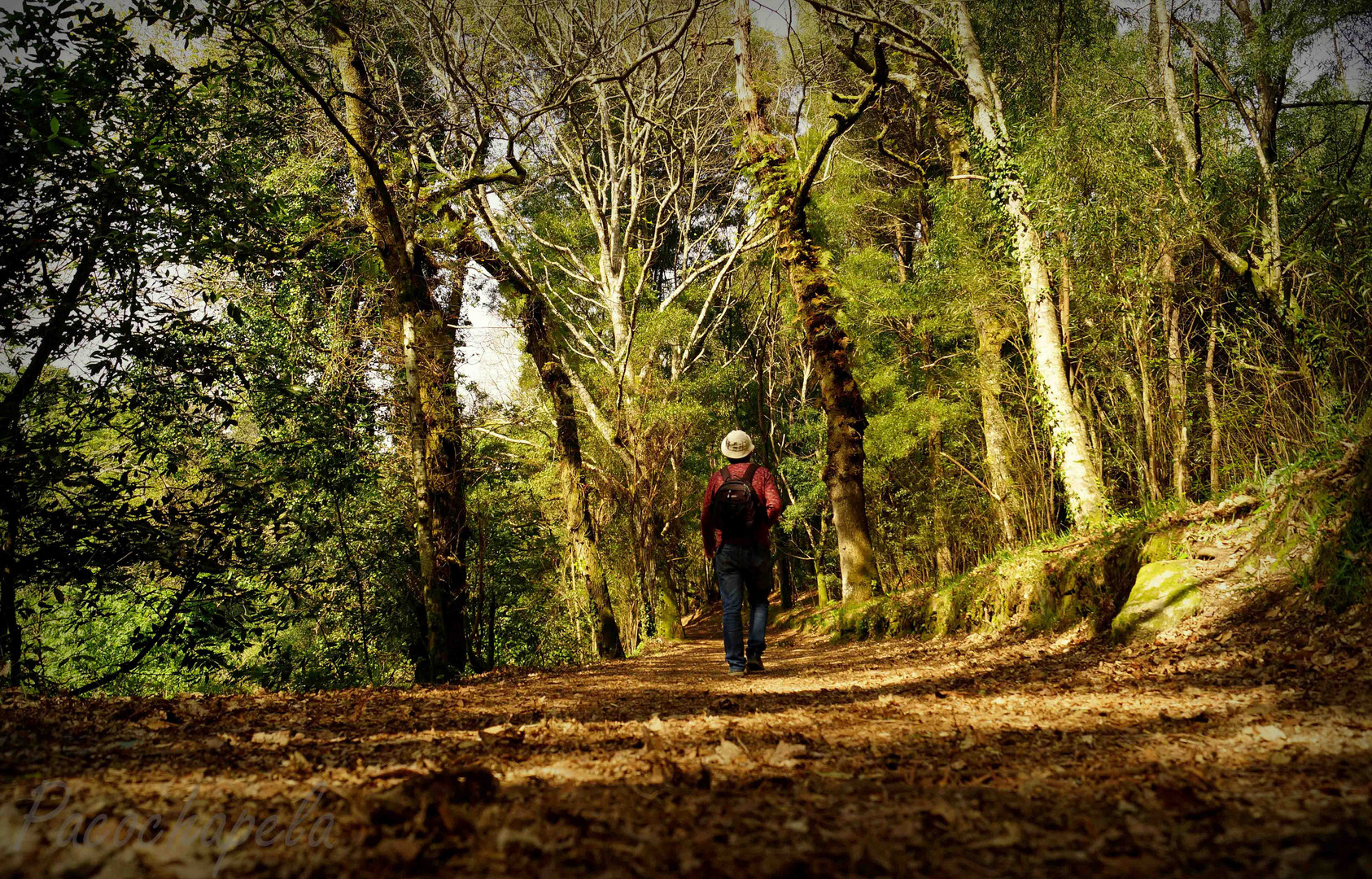 El bosque encantado