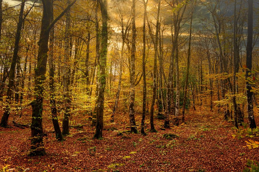 El bosque encantado