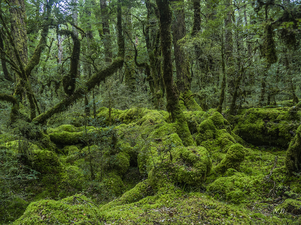 El bosque.