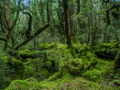 El bosque.