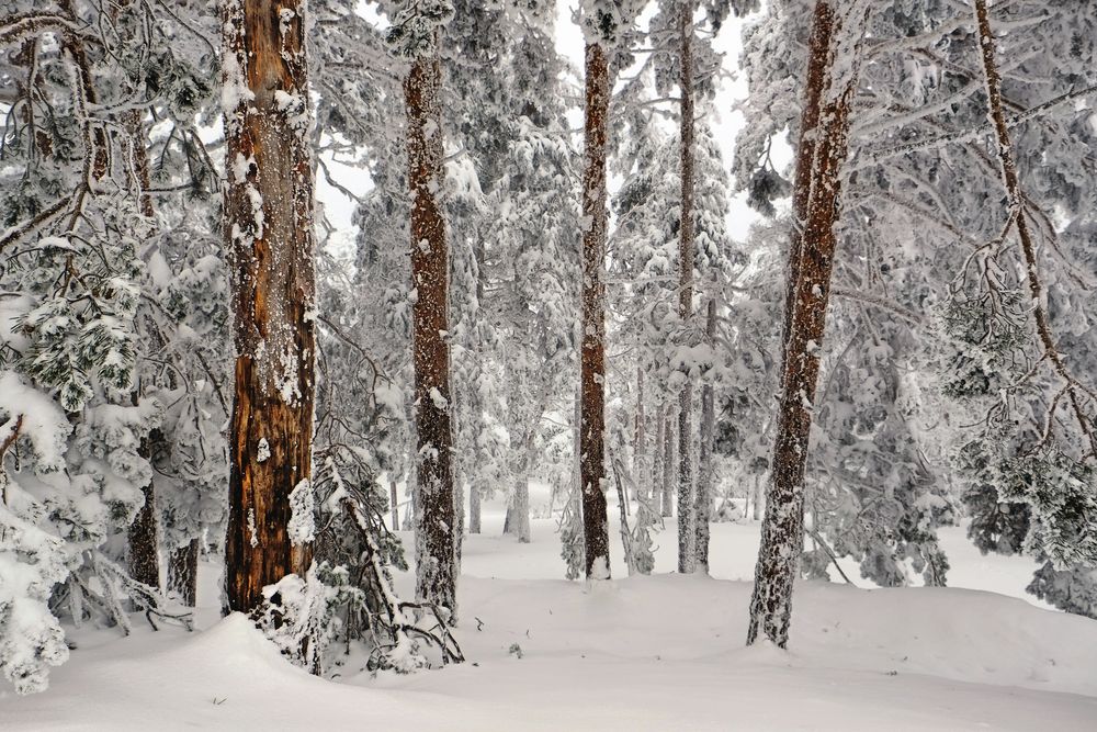 El bosque helado