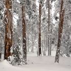 El bosque helado