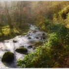 El bosque (Homenaje a Angel Gonzalez)