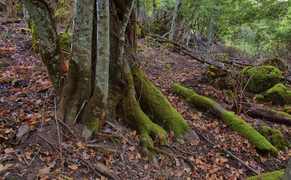 EL BOSQUE HUMEDO