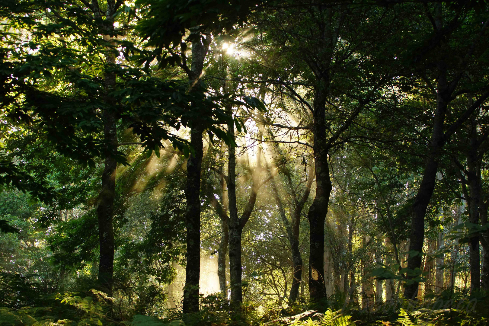 El bosque iluminado