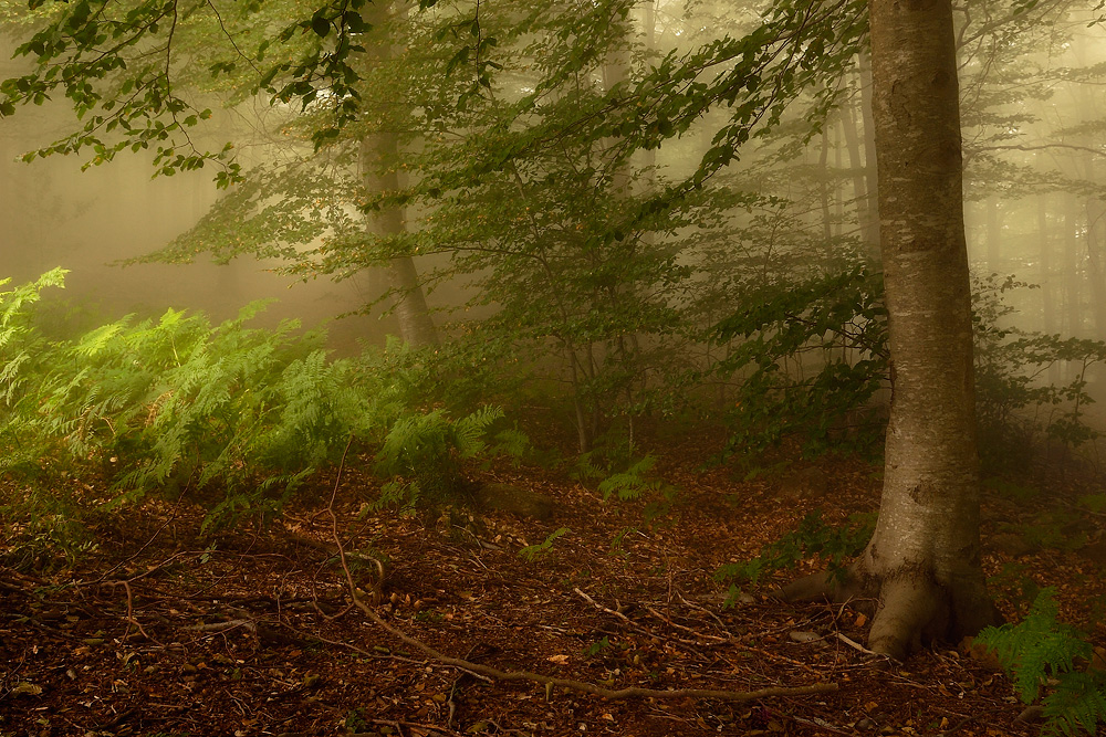 El bosque magico Imagen & Foto europe, spain, aragon & katalonien