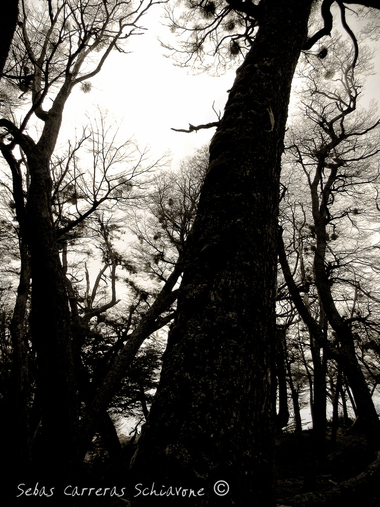 EL BOSQUE PATAGONICO