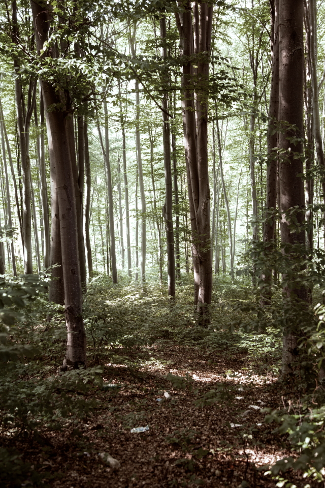 el bosque rumano