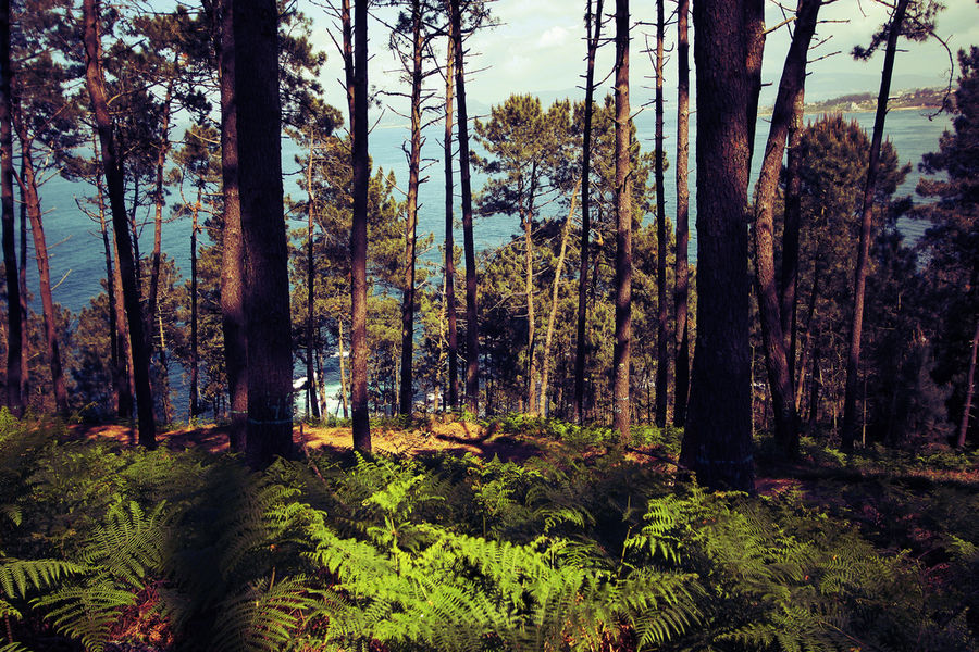 El bosque se prepara para dar la bienvenida a la primavera