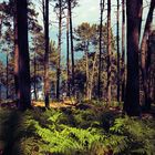 El bosque se prepara para dar la bienvenida a la primavera