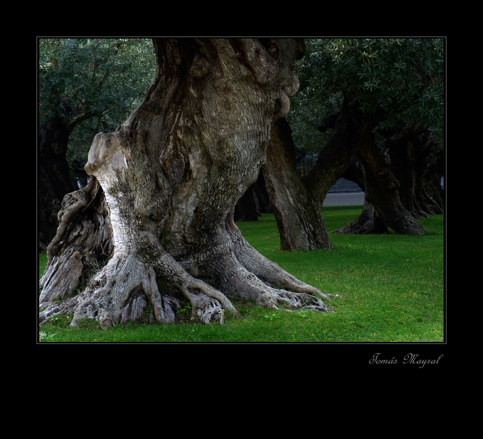 El Bosquecillo de los Olivos