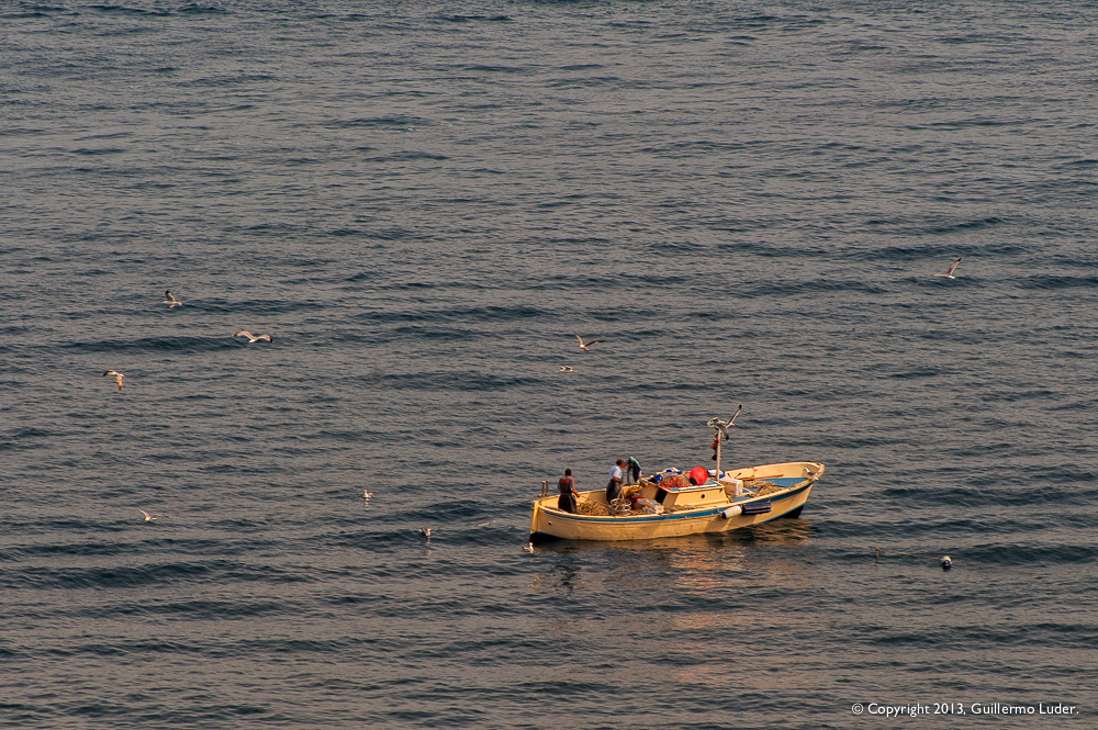 "El bote y su estela de gaviotas"