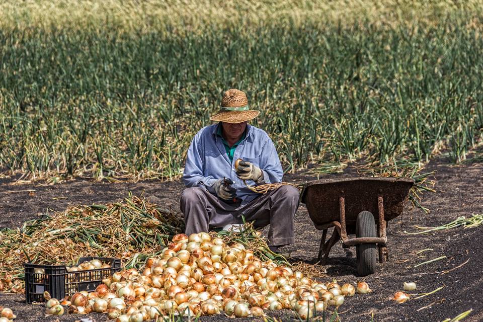 EL BRILLO  DE LA CEBOLLA