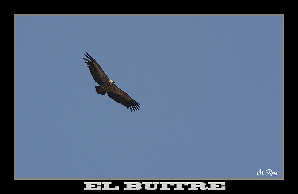 EL BUITRE