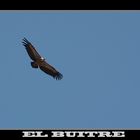 EL BUITRE