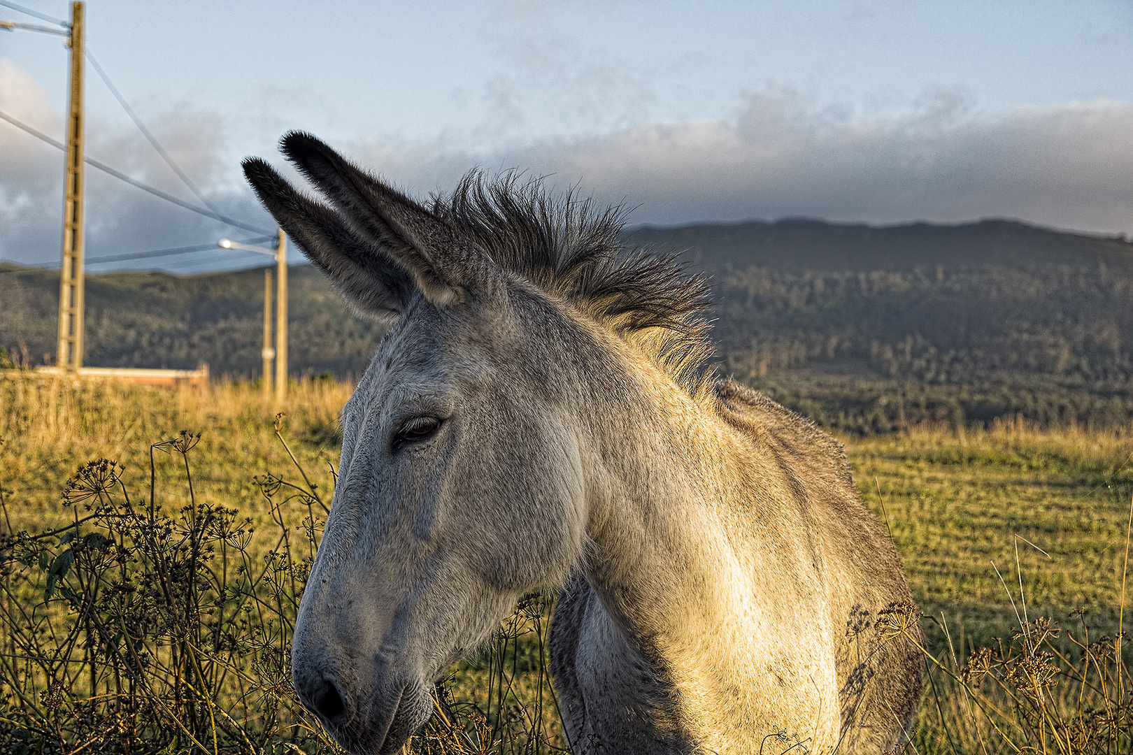 EL BURRO