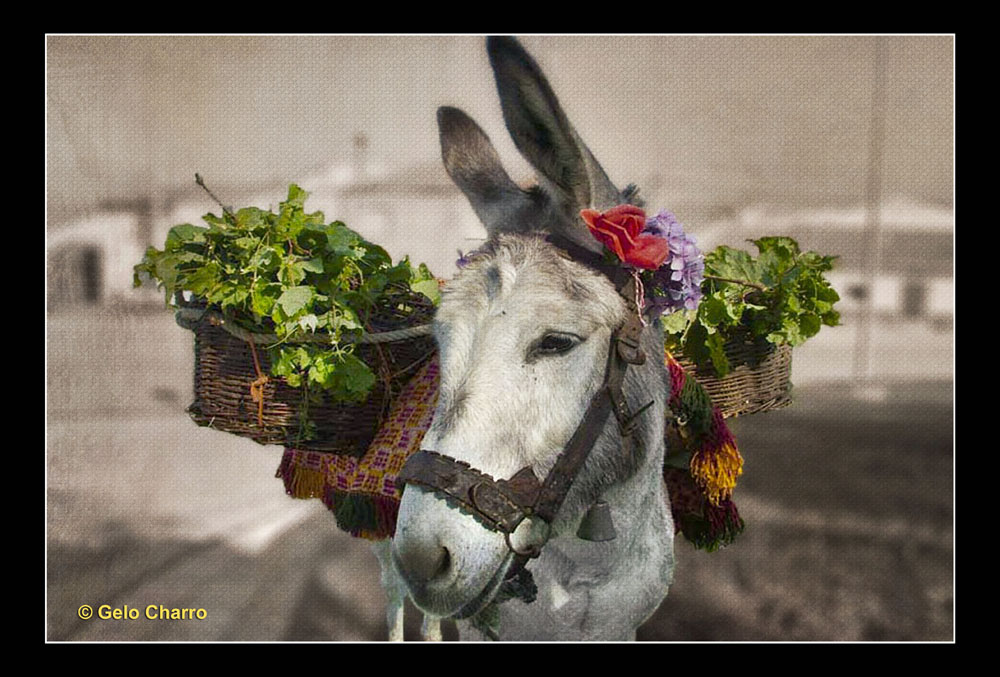 El burro de Villarino