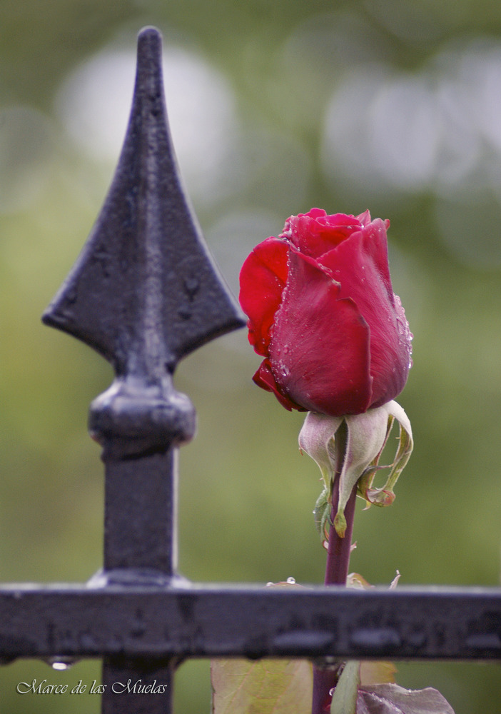 ...el caballero y la rosa...