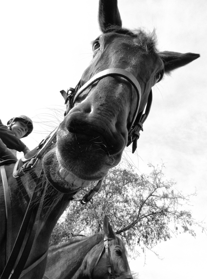 El Caballo Feliz