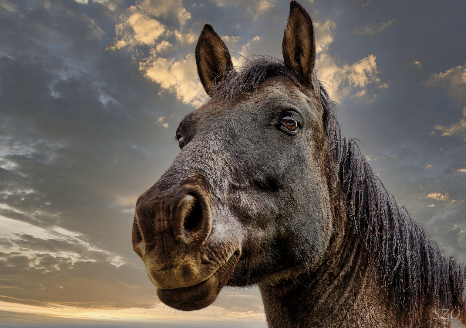 El Caballo que Soñaba con Volar