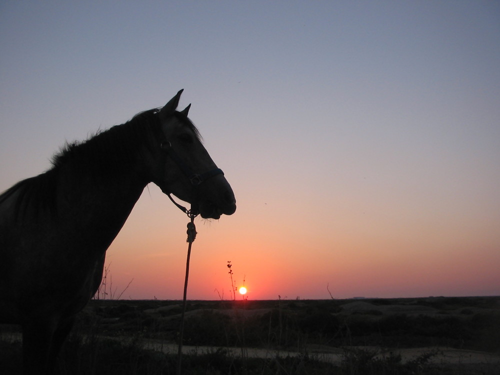 El caballo y la puesta de sol...