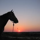 El caballo y la puesta de sol...