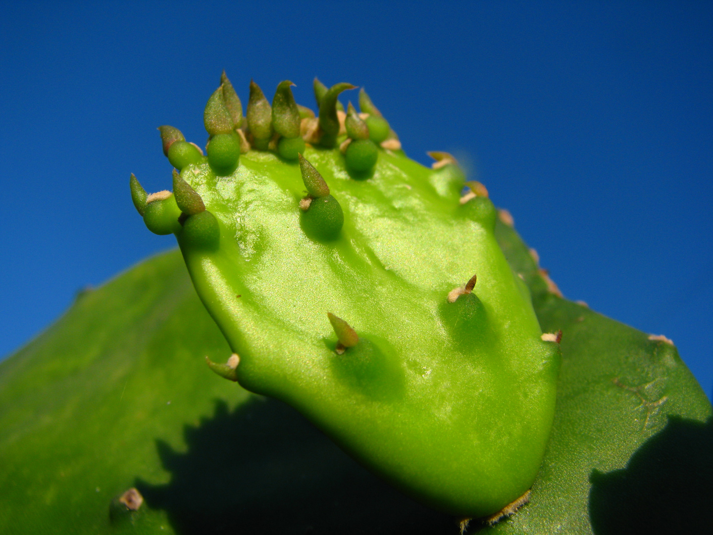 el cactus