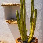 El cactus