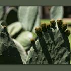 El cactus