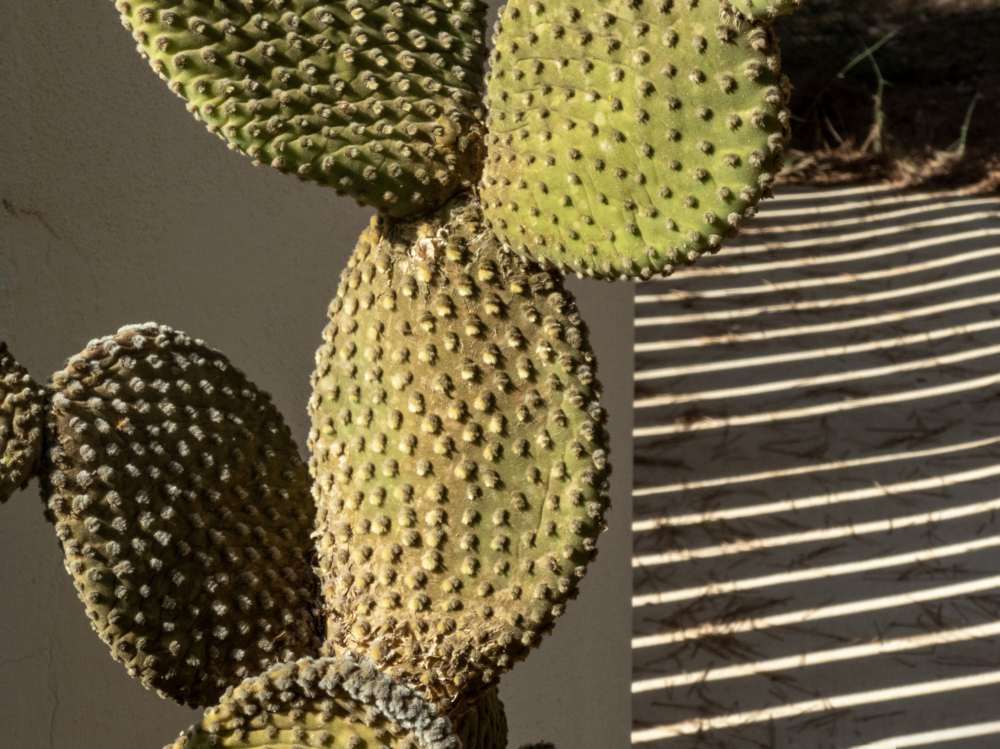 El cactus de la porta