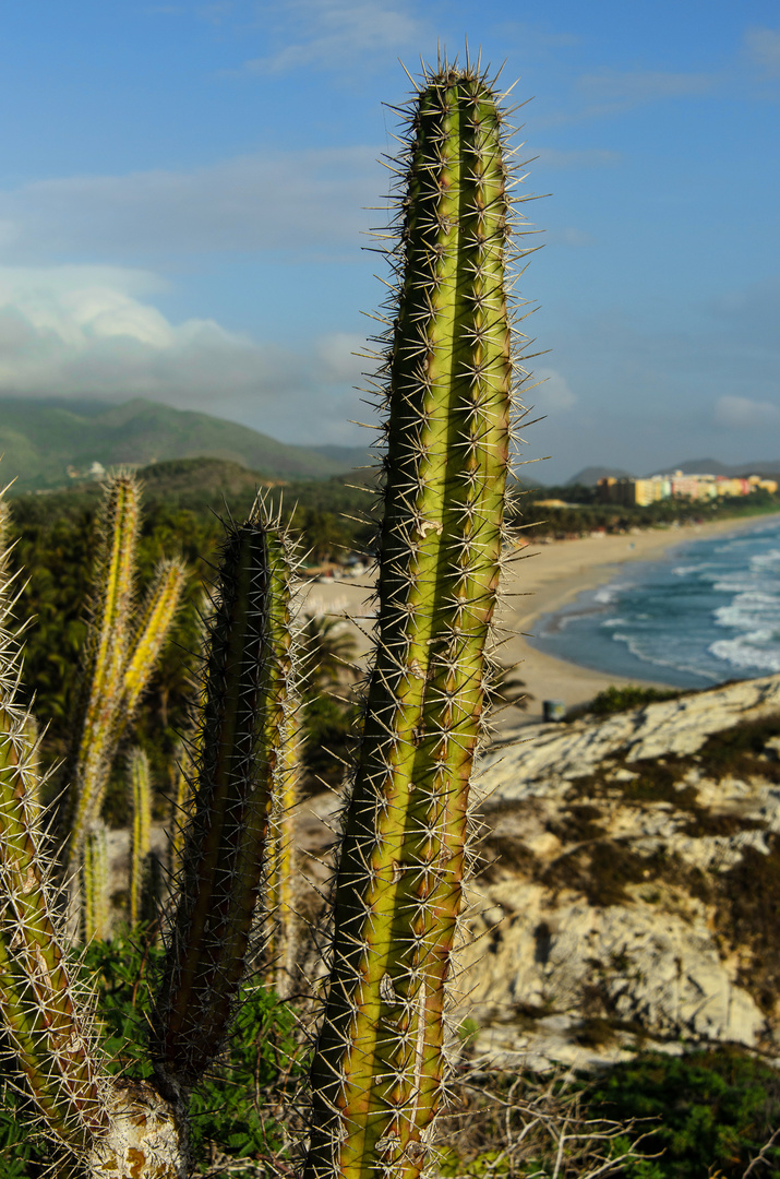 El Cactus Margariteño