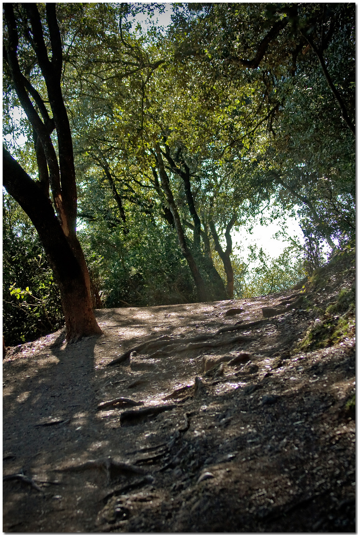 El camí dels monjos