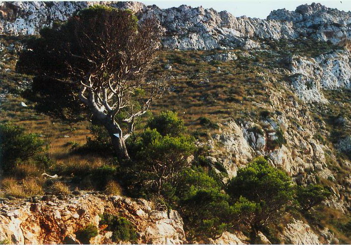 El camino a sa Calobra